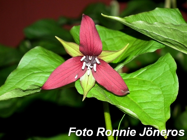 trillium 